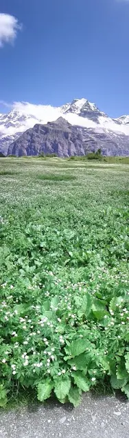 Panoramic photo from North Face Trail Mürren