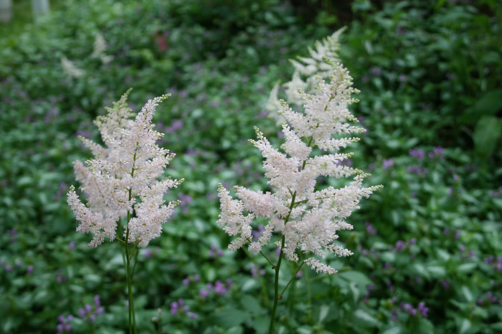 A Guide To Northeastern Gardening Deer Resistant Plants In The