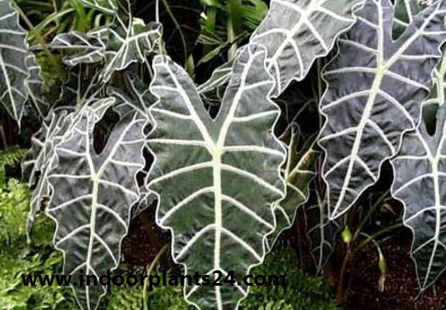Alocasia sanderiana indoor plant Alocasia sanderiana indoor plant