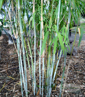 Nepalese Blue Bamboo or Himalayacalamus porcatus 