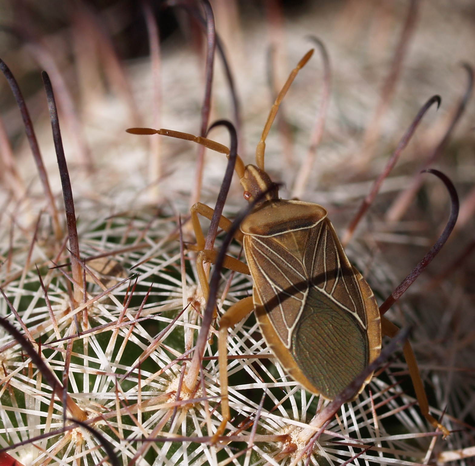 Arizona Beetles, Bugs, Birds and more True Bugs on Cactus