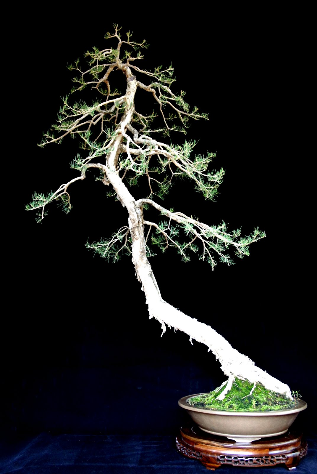 newzealandteatreebonsai BCI Best Bonsai AABC Convention Perth 2011