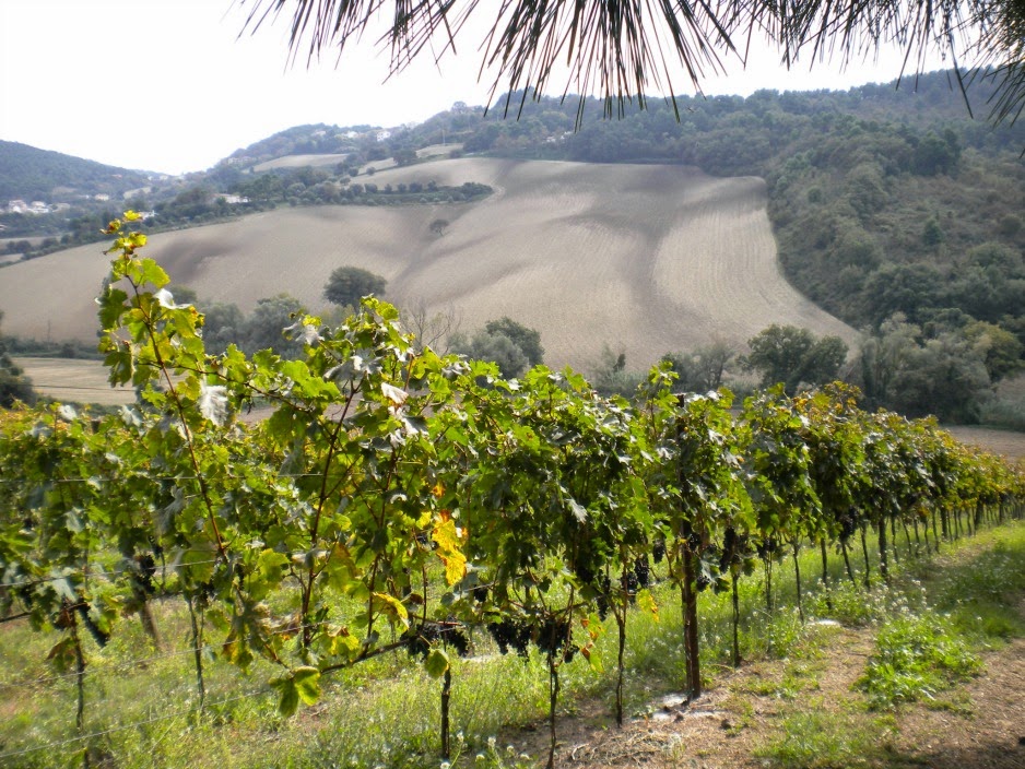Percorsi Di Vino Ridge Vineyards Al Cuore Della Sonoma Valley