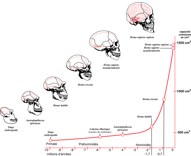 تطور حجم جمجمة البشر عبر الزمن حسب علماء الأنتروبولوجيا