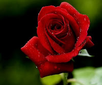 Resultado de imagem para rosa vermelha