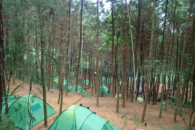 tanakita hutan camp pinus