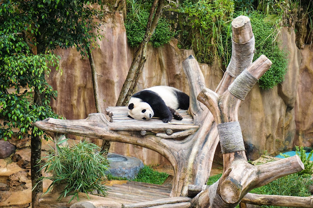 Lihat giant panda di Taman Safari Lihat giant panda di Taman Safari
