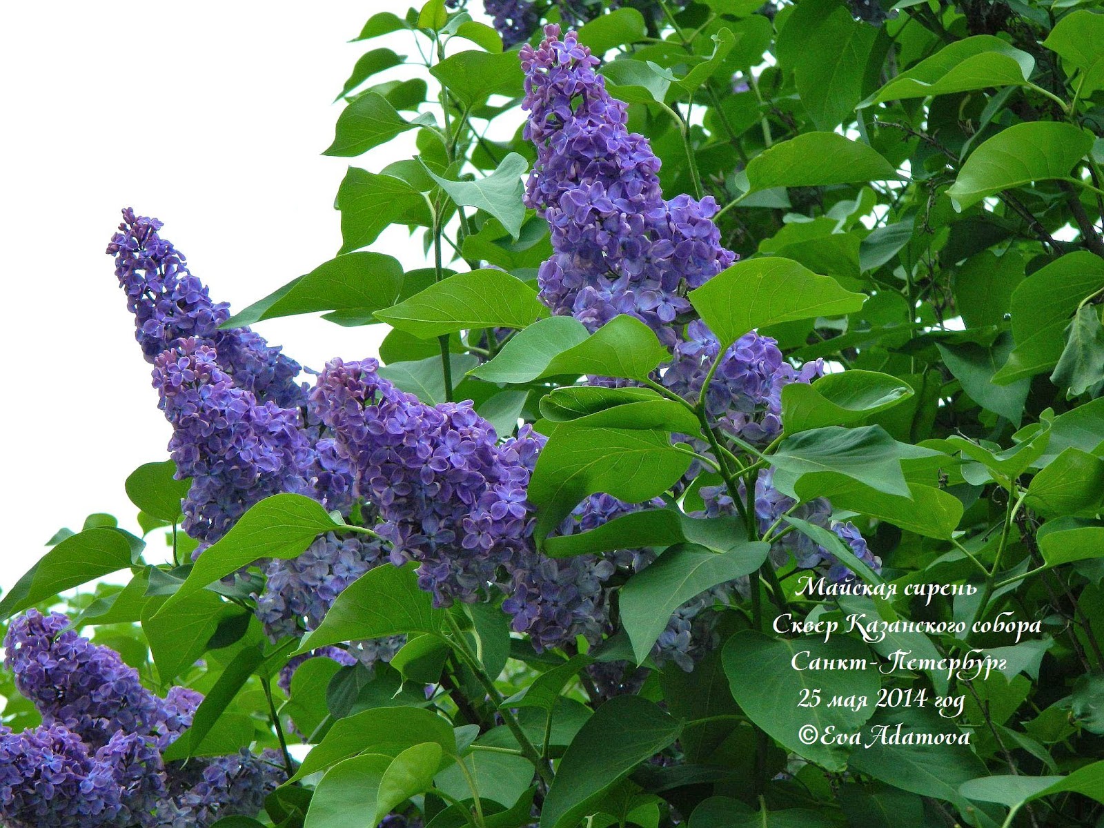 Eva Adamova ♥: Майская сирень | Сквер Казанского собора | Санкт-Петербург