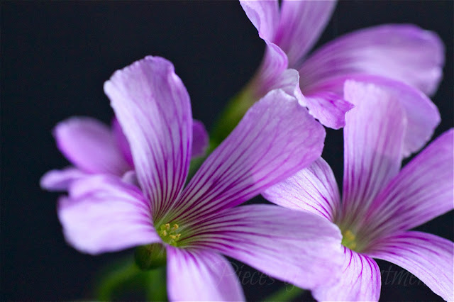 Oxalis flowers