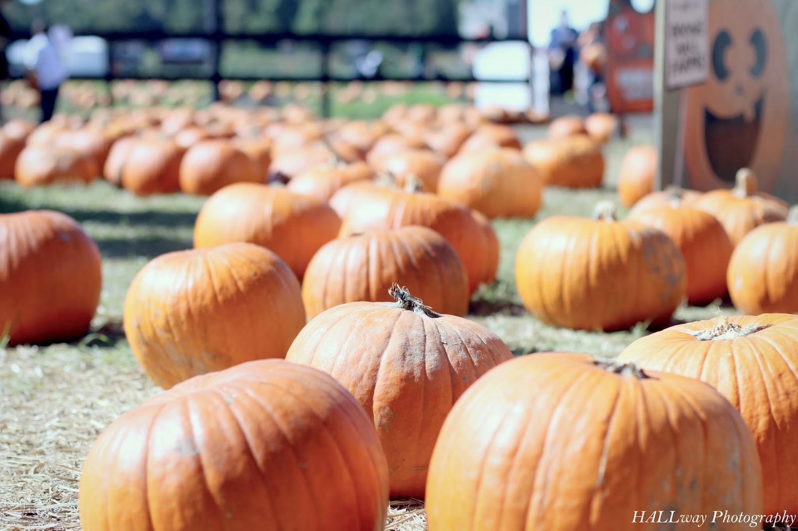 The HALLway Life. Love. Simply Creative Pumpkin Patching