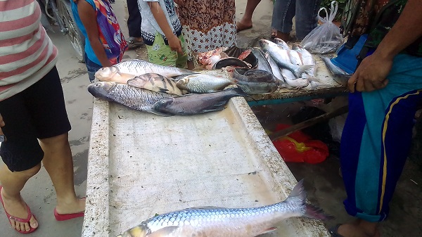 Ikan sungai baru beberapa jam sudah hampir habis diserbu pembeli Ikan sungai baru beberapa jam sudah hampir habis diserbu pembeli
