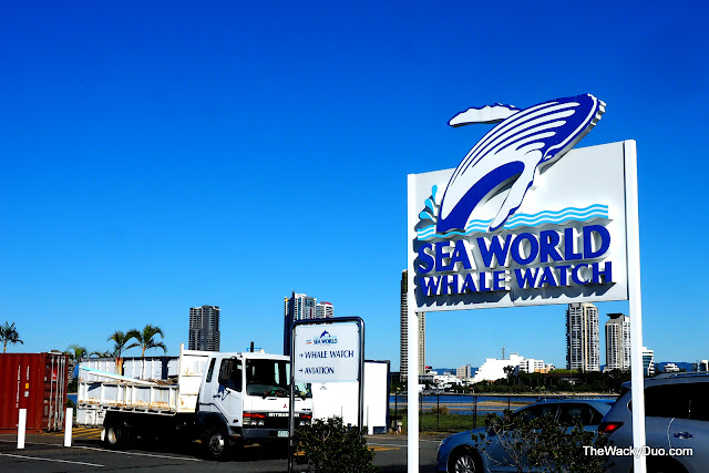 SeaWorld Whale Watch Review 