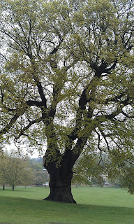 Quercus robur - Oak Tree Brockwell Park Around Canopy 