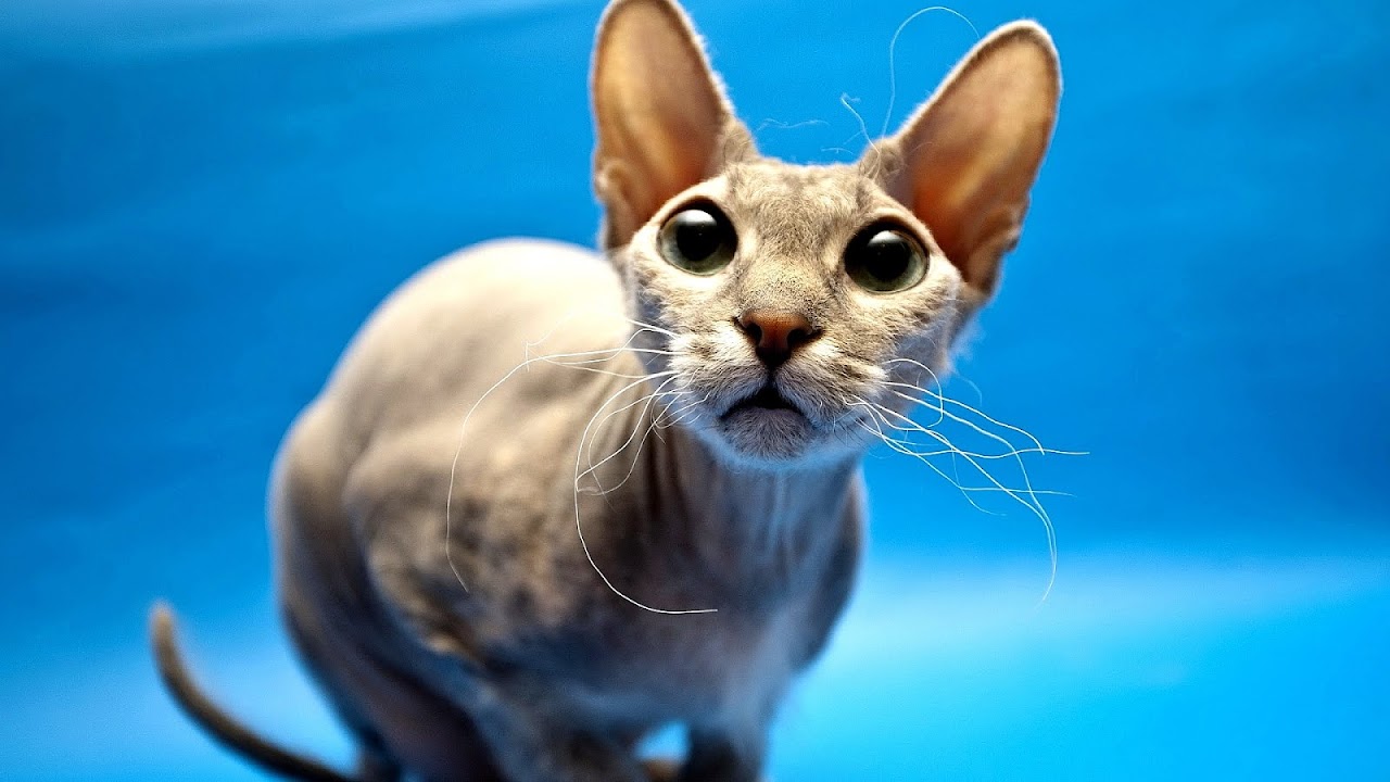 How Much Do Hairless Cats Cost Cat Choices