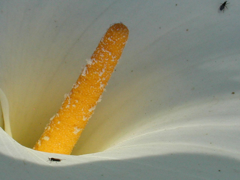 Zantedeschia aethiopica «cala» - Id Plantae