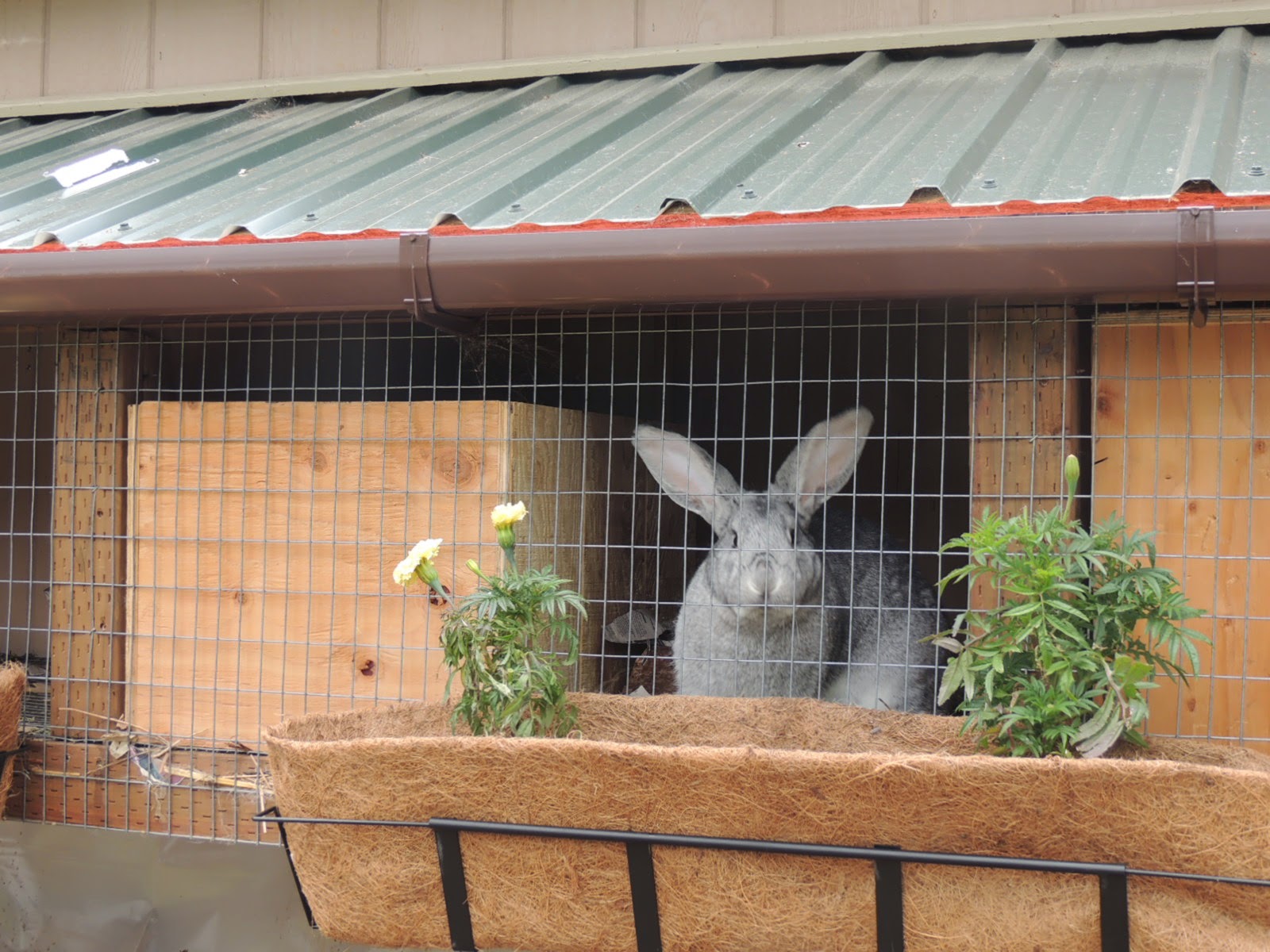 Alaska Bush Life, OffRoad, OffGrid Raising Meat Rabbits in Alaska