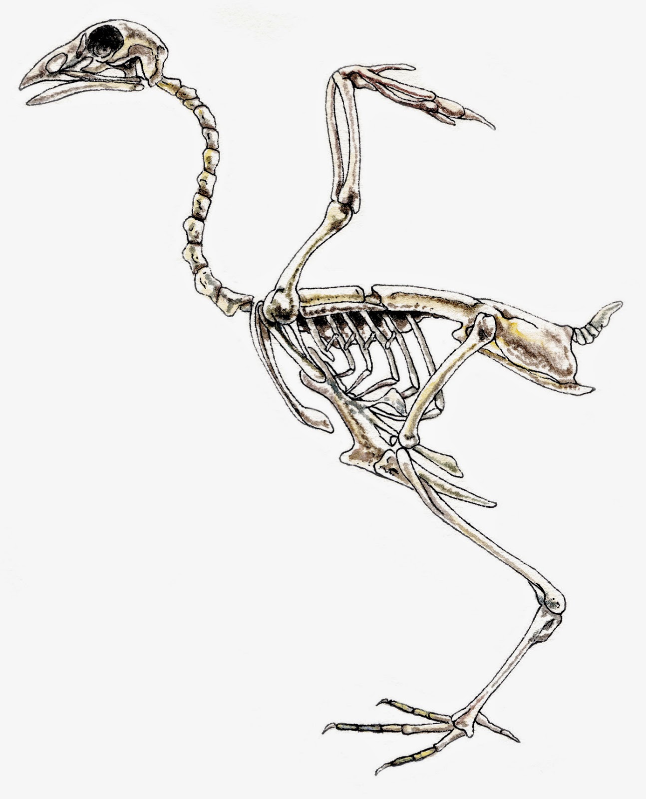 Скелет птицы легко. Бескилевые птицы скелет. Скелет птицы спереди. Скелет нанду. Скелет птицы биология.