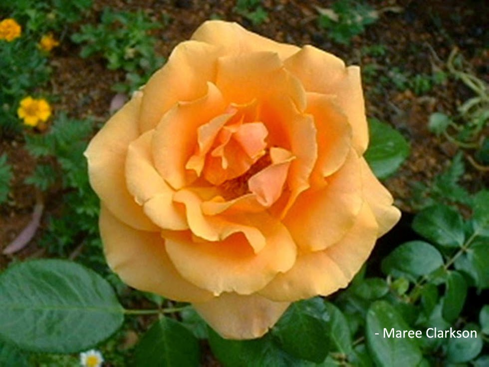 🌿 Tuinmaak in Suid Afrika 🌵 Hoekom het ek nie rose in my tuin nie?