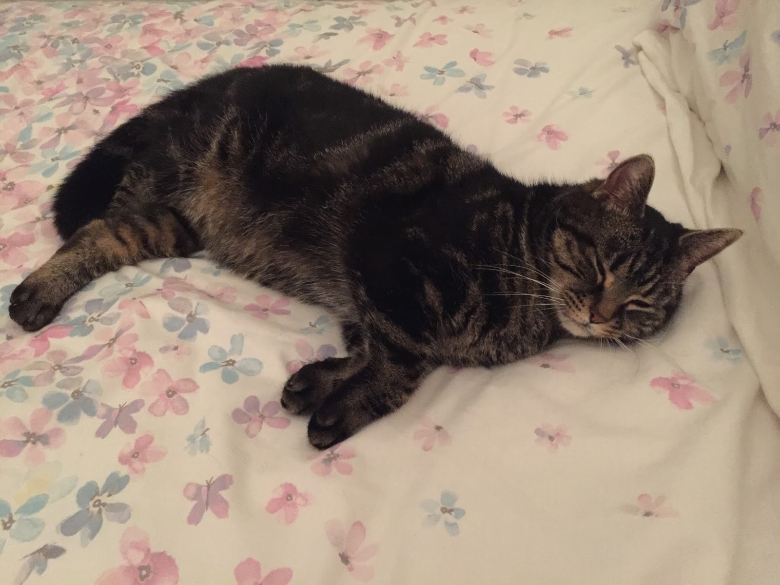 Cats Protection Exeter Axhayes Adoption Centre Success Story Greg