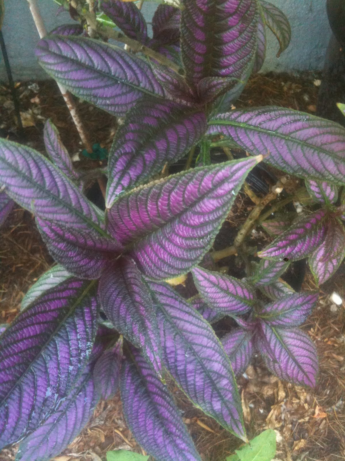 Aprille�s SoCal Gardening Purple Foliage