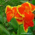 Canna Lily -- By Coy Domecq