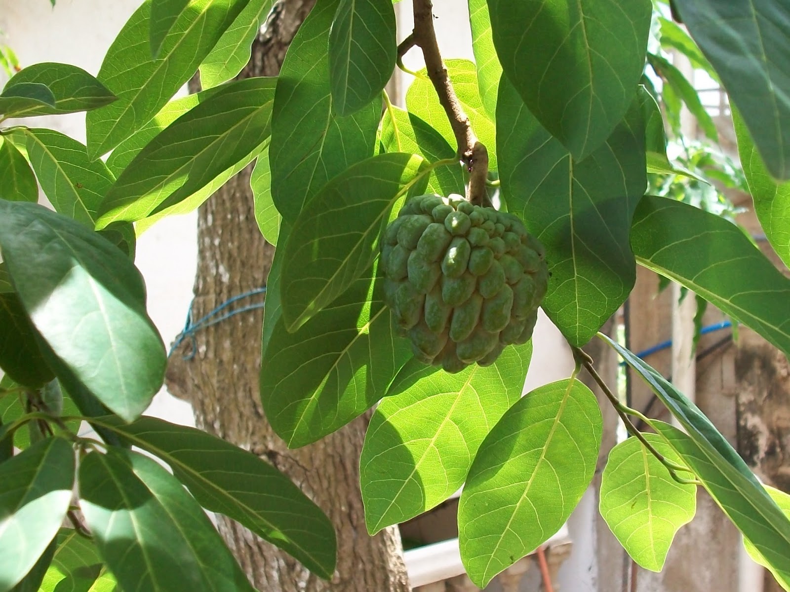 El Anón (Annona squamosa)