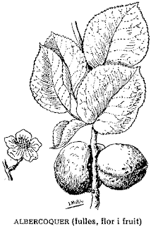 albercoquer, abrecoqué, abrecoc, alberge, alberche albercoquer, abrecoqué, abrecoc, alberge, alberche