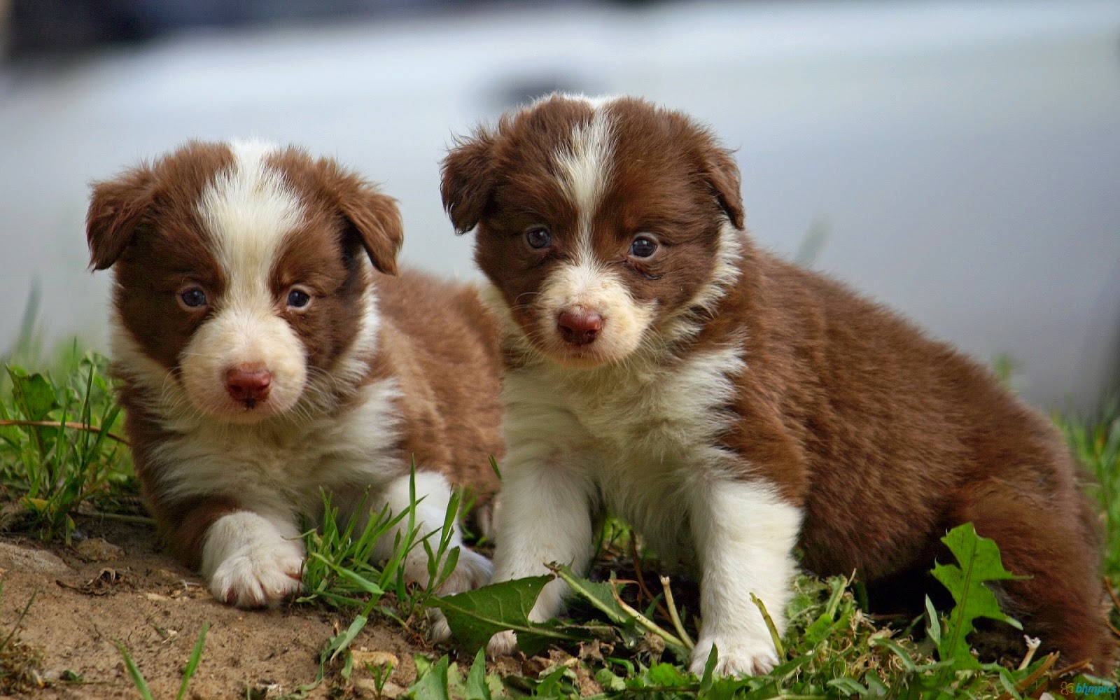 Rules of the Jungle Border Collie Puppies