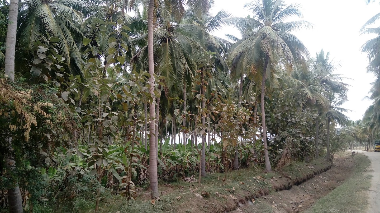 Kodaihills Realestate. Coconut farms for sale in near sholavandan