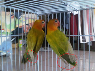 lovebird jantan dan betina lovebird jantan, lovebird betina, ciri lovebird jantan, ciri lovebird betina