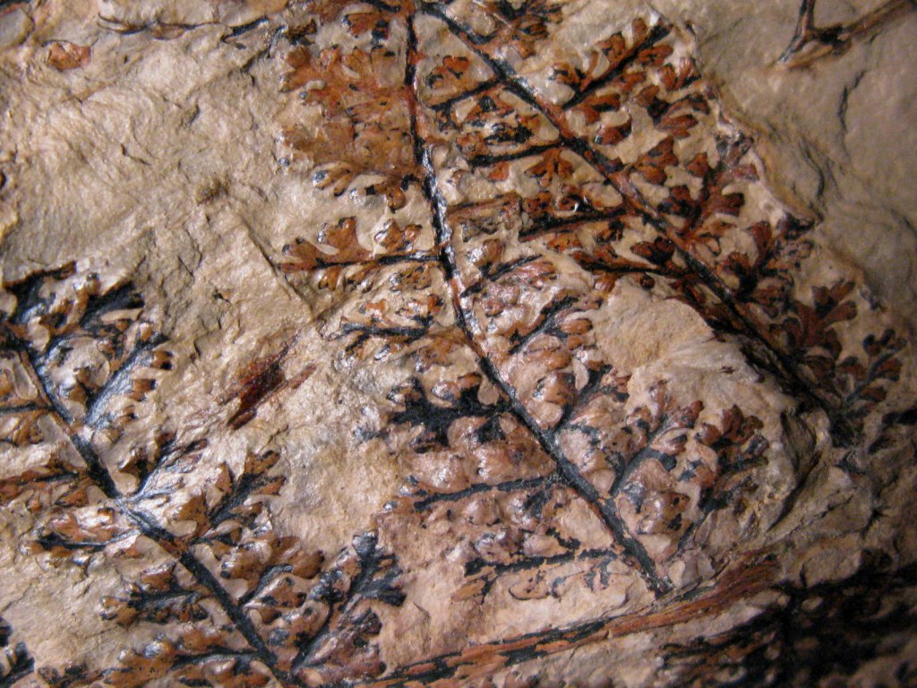 seed ferns (pteridosperms) fossil