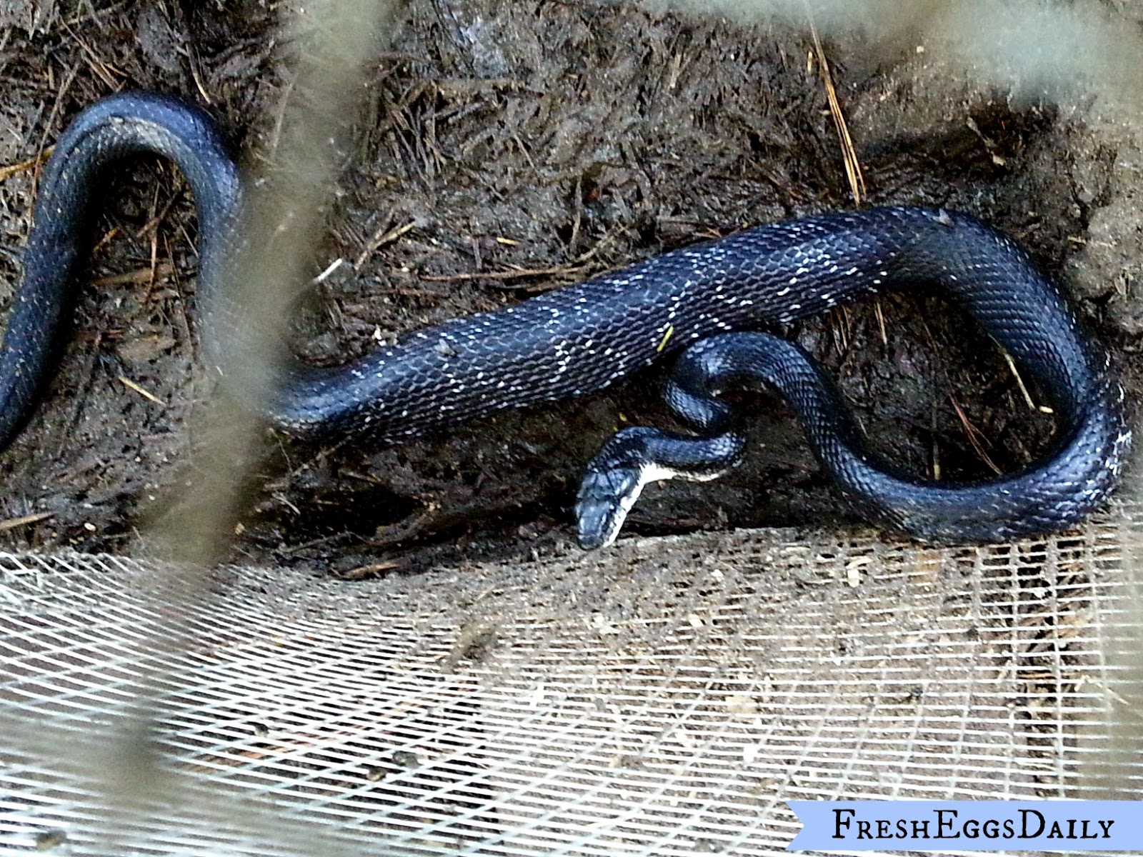 Keeping Snakes Out Of Chicken Coops Murray McMurray