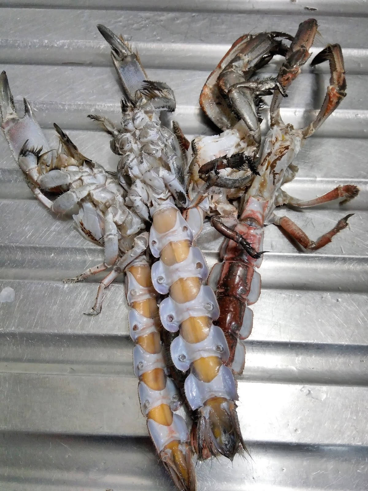 Sekardhita Mencicipi Rama Rama Kuliner Setengah Udang Setengah