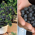 How To Grow Your Own Endless Supply Of Blueberries At Home