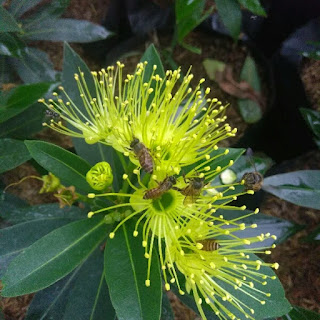 Lebah Apis Cerana Mengambil Nektar di bunga Xhanthostemon Kuning (Lemon)