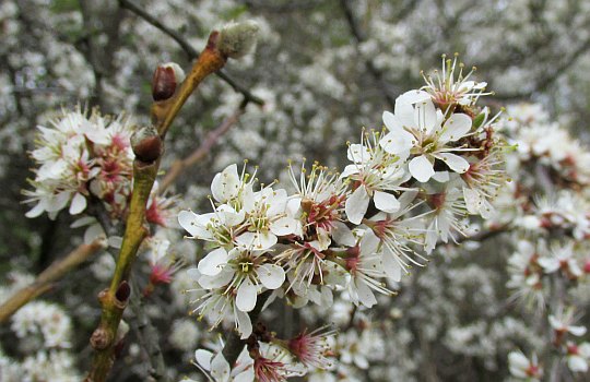 Kwiaty tarniny (Prunus spinosa L.).