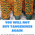 You Will Not Buy Tangerines Again, by just planting them in a flower pot.