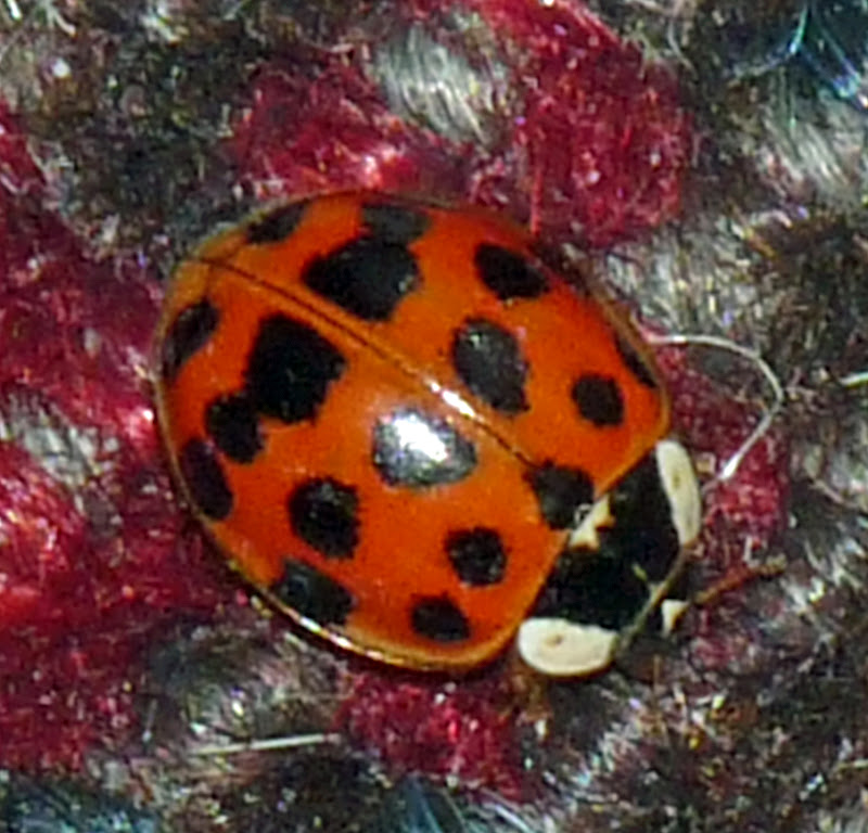 Wild and Wonderful Ladybird Alert (7) Harlequin Wild and Wonderful Ladybird Alert (7) Harlequin