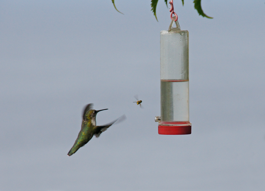 A Long Island Summer In Pictures THE BAITING HOLLOW HUMMINGBIRD SANCTUARY