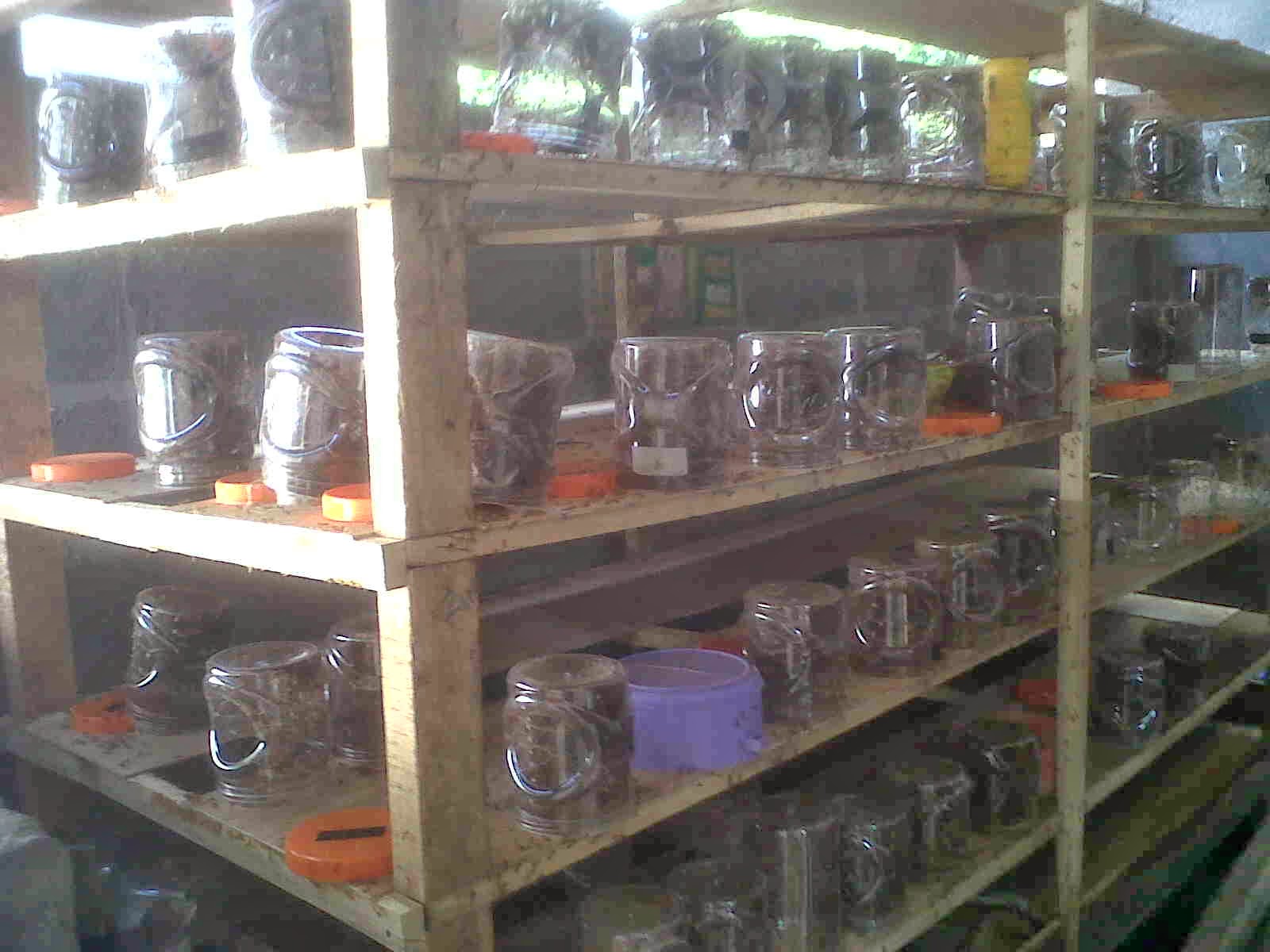 cara budidaya kroto rumahan