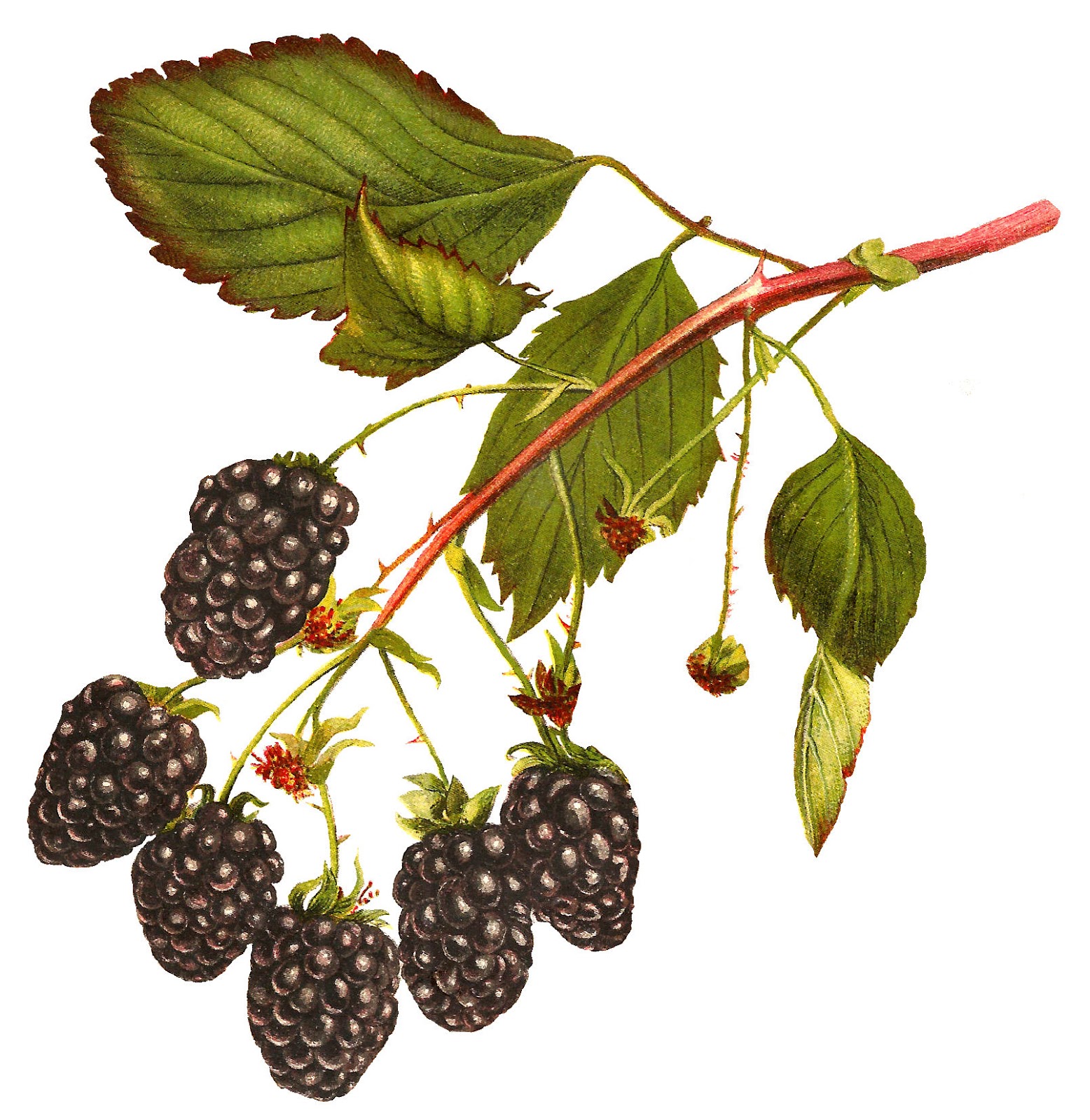 download clipart for blackberry - photo #50