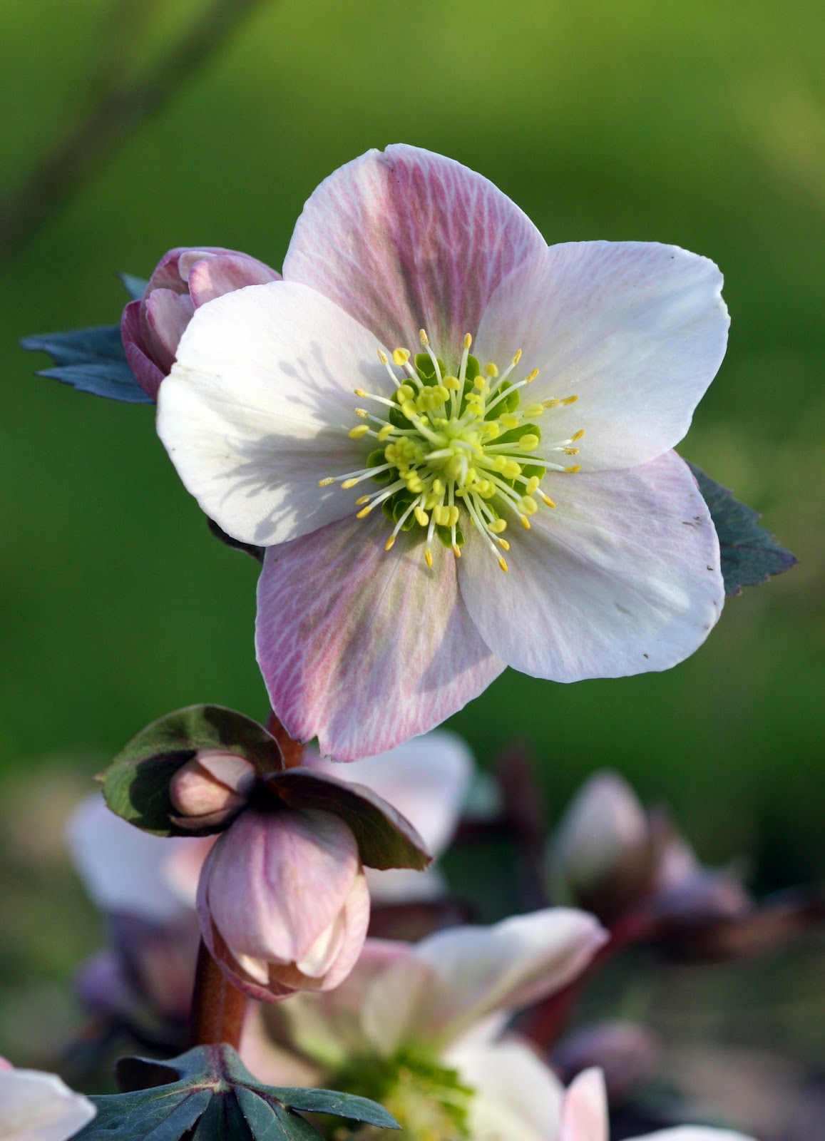 Xx Garden Hellébore ou Rose de Noël Xx Garden Hellébore ou Rose de Noël