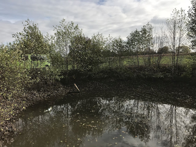 fränksicher Karpfenweiher wird leer gelassen- Karpfenfischen fränksicher Karpfenweiher wird leer gelassen- Karpfenfischen