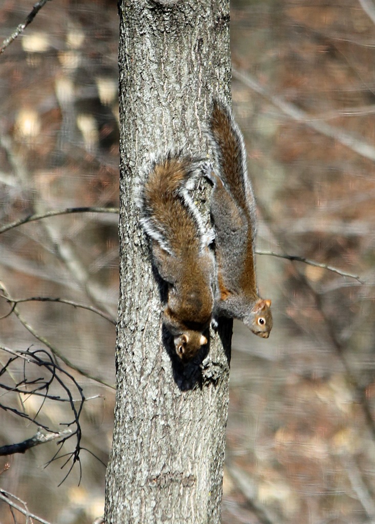 Ohio Birds and Biodiversity Gray Squirrels also come in black