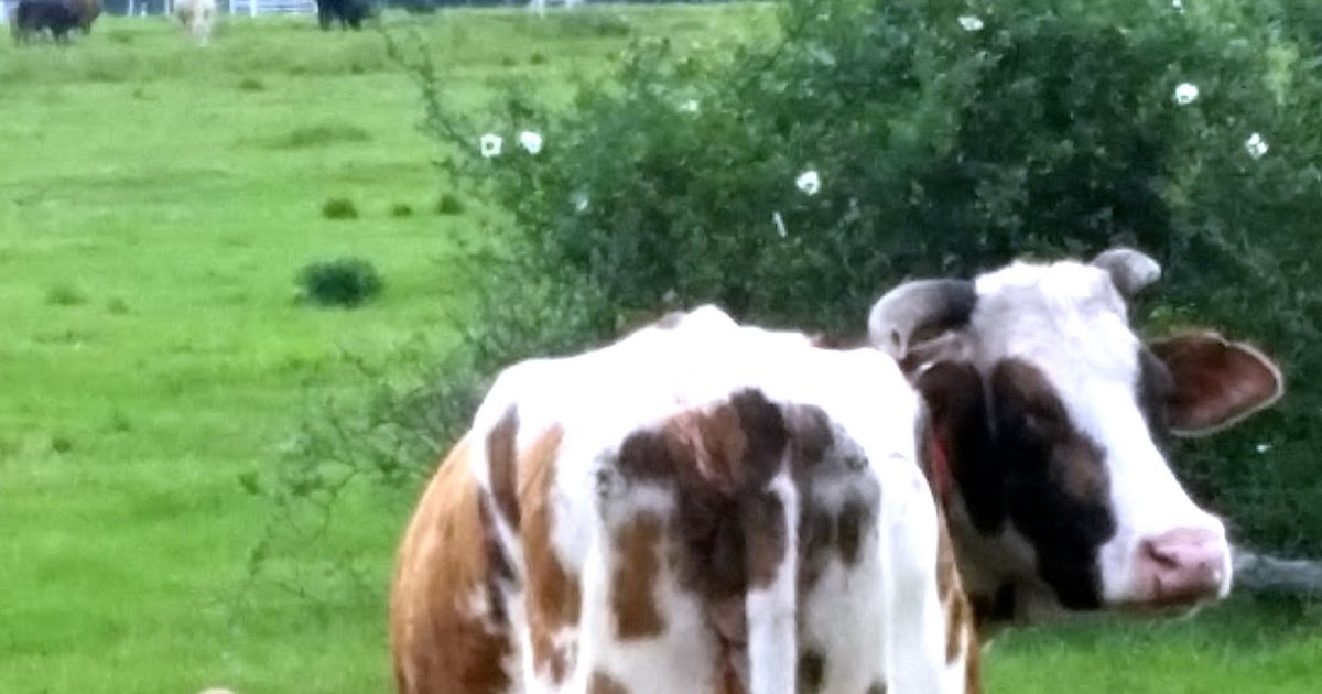 Bottle Feeding Baby Calves How long will a calf live without nursing