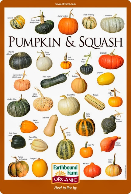 Pumpkin & Squash Varieties Chart - 101 Gardening