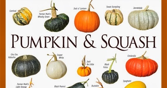varieties of squash and pumpkins
