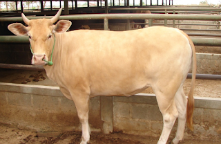 Tempat Jual Sapi untuk Idul Qurban yang Recommended Tempat Jual Sapi untuk Idul Qurban yang Recommended