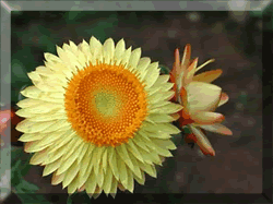 HIPERSESSÃO : A Flor Sempre-Viva