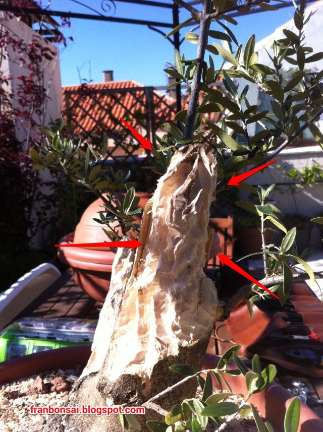 Fran Bonsai A LA SOMBRA DE LOS OLIVOS.